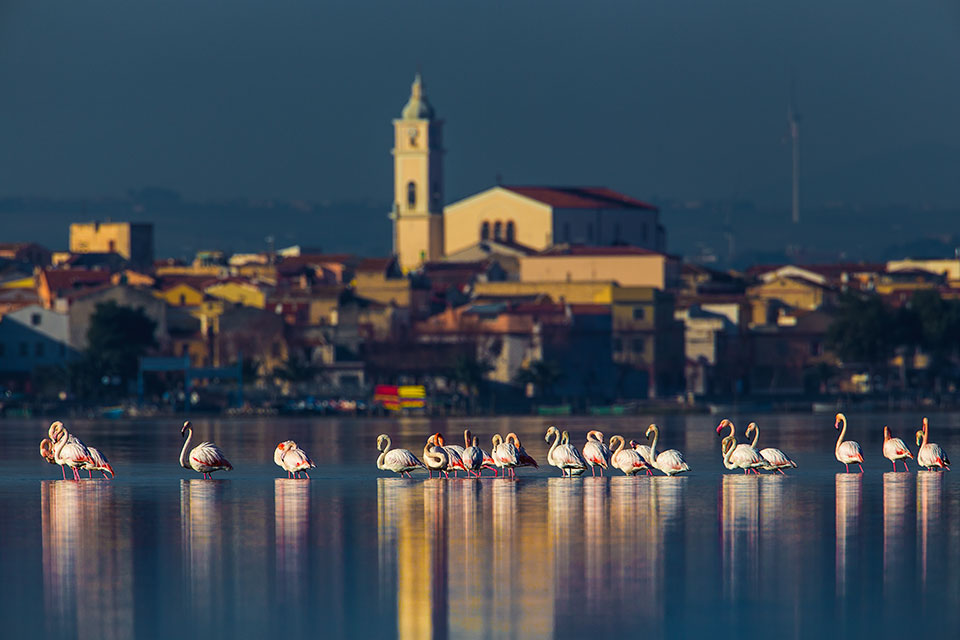 049. Lesina